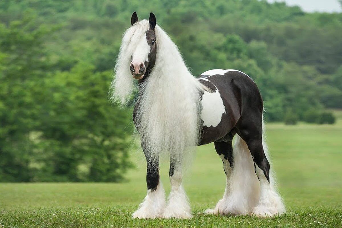 ماذا تعرف عن الخيل الابيض في المنام لابن سيرين ؟