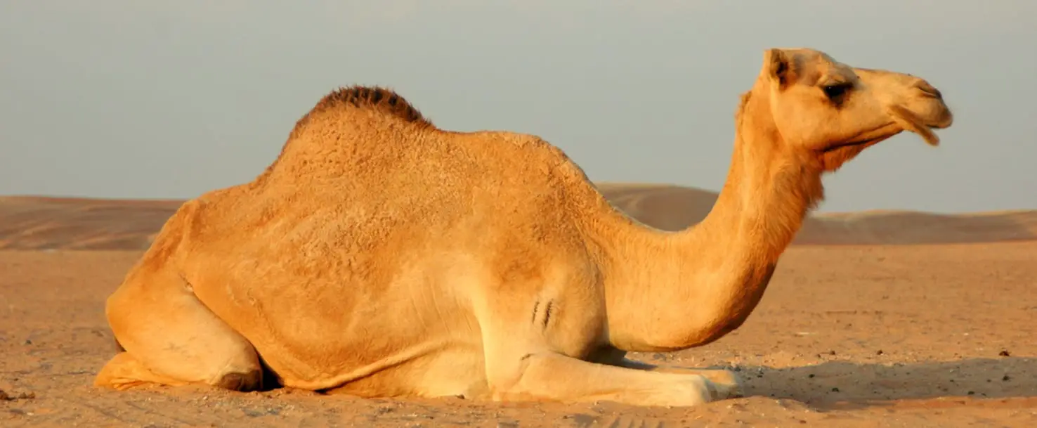 تعرف على تفسير رؤية حلم الابل في المنام لابن سيرين