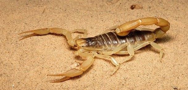 تفسير حلم العقرب الصفراء للعزباء