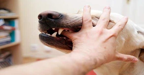 تفسير حلم عض الكلاب في اليد اليسرى للمتزوجة