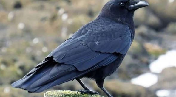 حلمت بغراب اسود